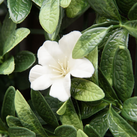 A delicate white flower on an outsunny 50cm x 50cm artificial boxwood wall panel with green glossy leaves