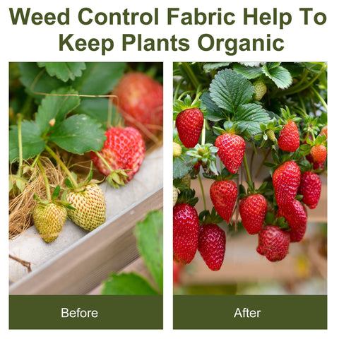 Red and green strawberries growing on plant next to outsunny heavy duty weed control membrane for garden use
