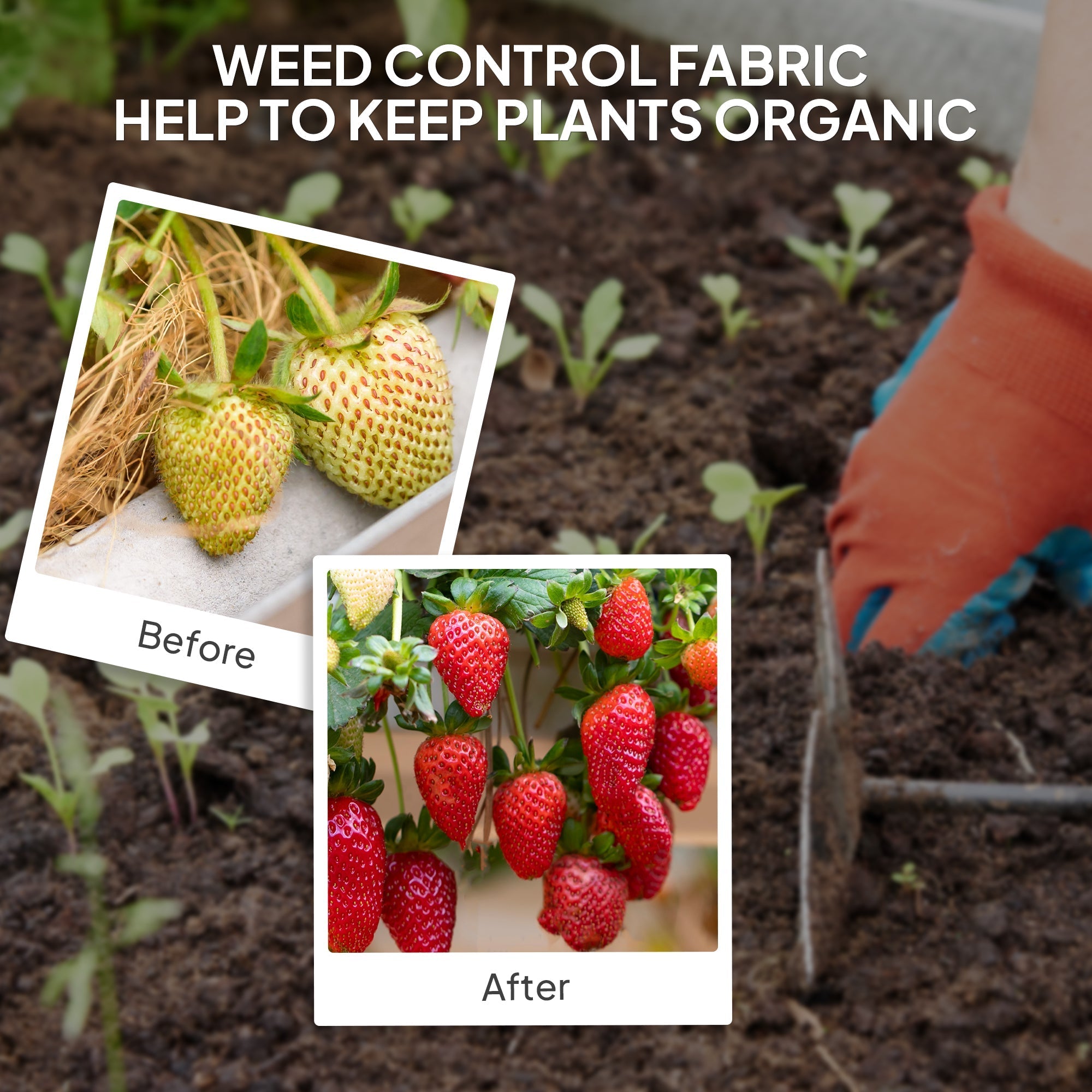 Organic strawberry plants thriving on dark soil using outsunny 2m x 90m heavy duty weed barrier fabric for weed control