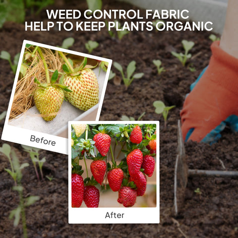 Organic strawberry plants thriving on dark soil using outsunny 2m x 90m heavy duty weed barrier fabric for weed control