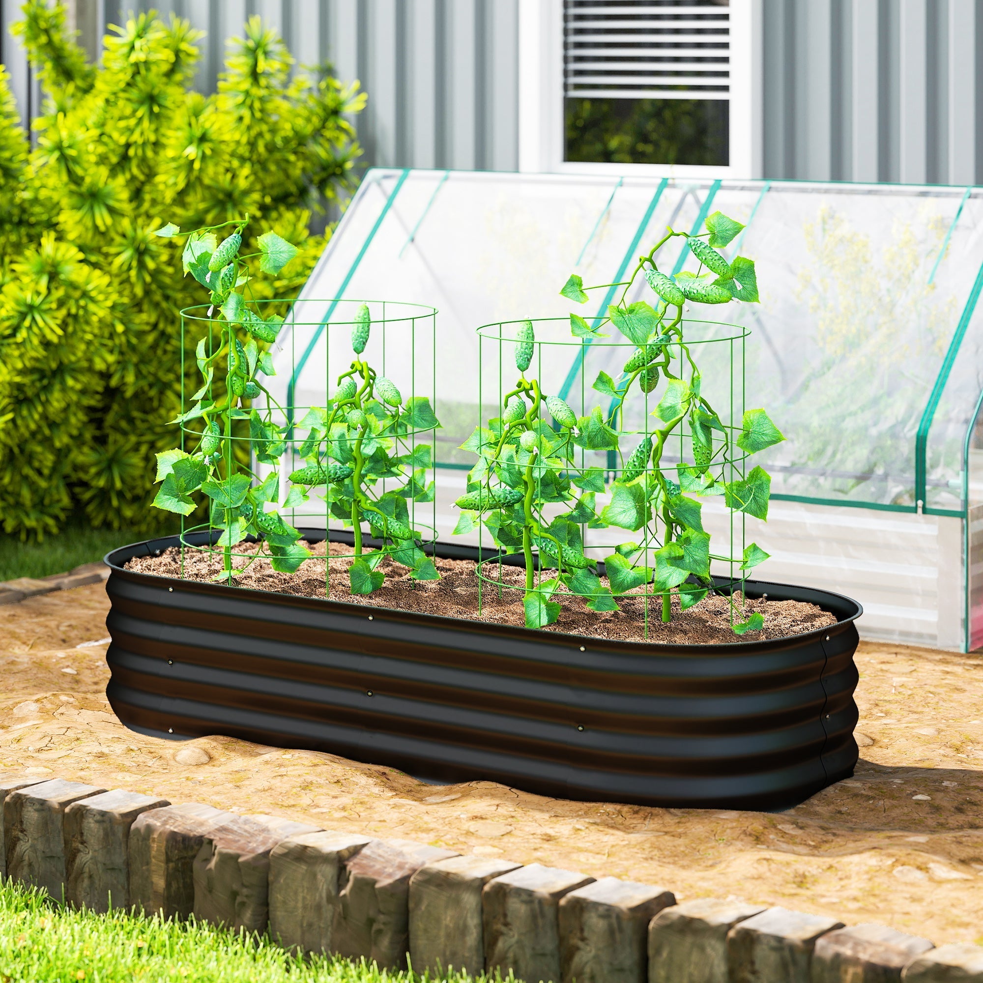 Black galvanised steel outsunny raised garden bed with safety edging growing cucumbers for direct contact carry safely
