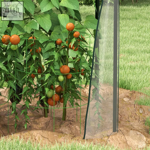 Green metal tomato cage supporting vine with ripening tomatoes inside outsunny mini greenhouse with zipped doors and plastic cover