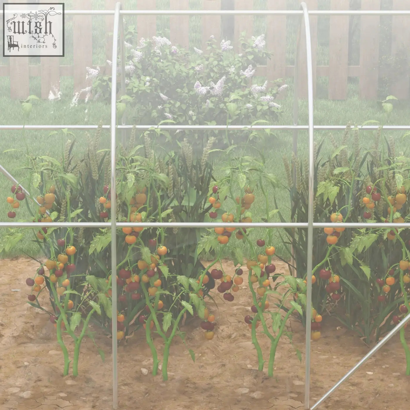 A polytunnel greenhouse with a galvanised steel frame and clear pe cover housing ripe tomato plants