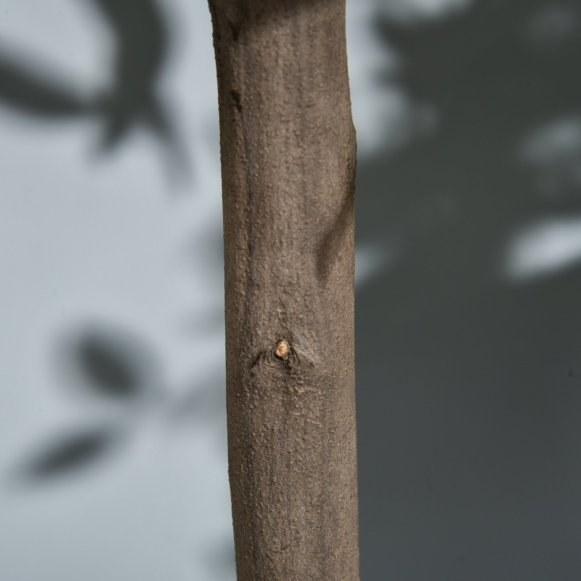 Textured brown tree trunk with rough bark and a small knot on a year round Outsunny bay tree topiary set