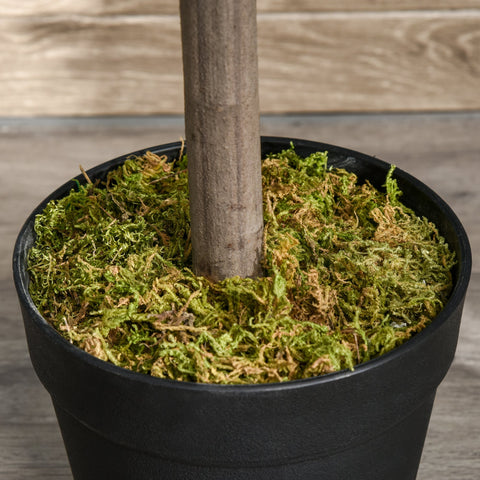 Black ceramic pot with lush year round green and brown moss around a slender wooden trunk in bay tree topiary set