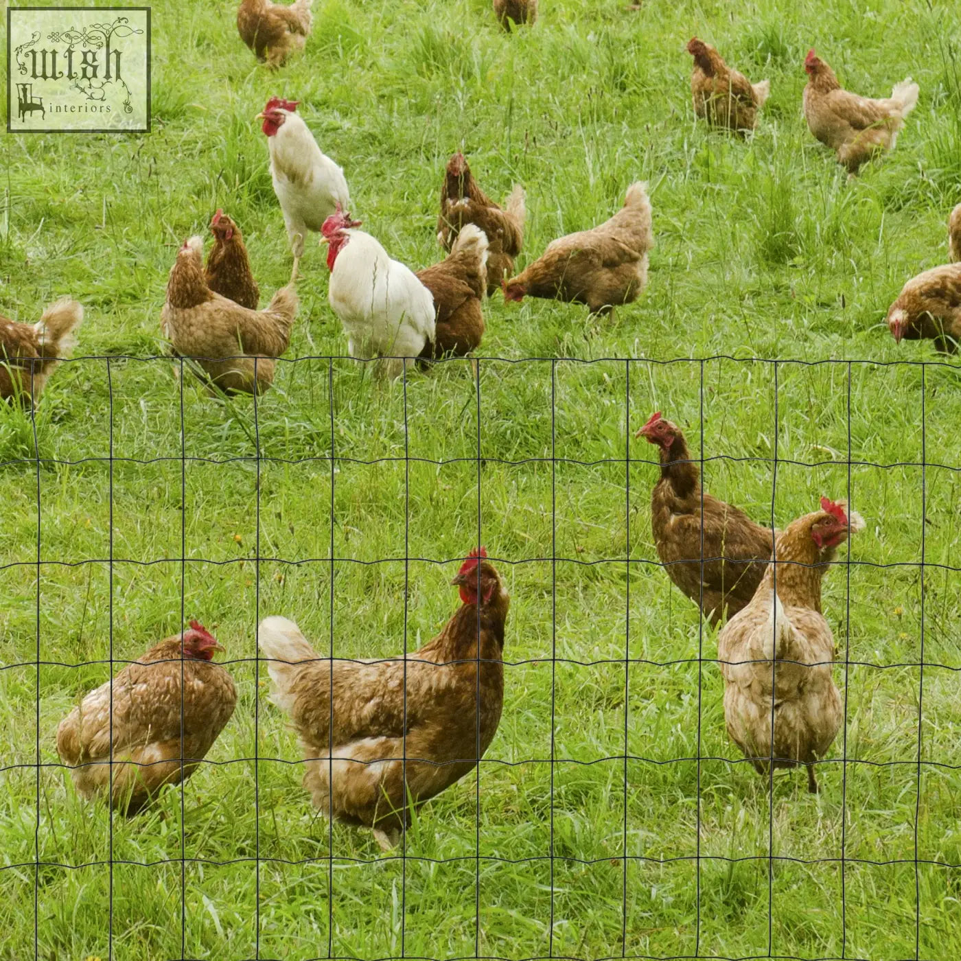 A black pvc coated wire mesh fence with grid pattern separating grassy field from chickens in garden use