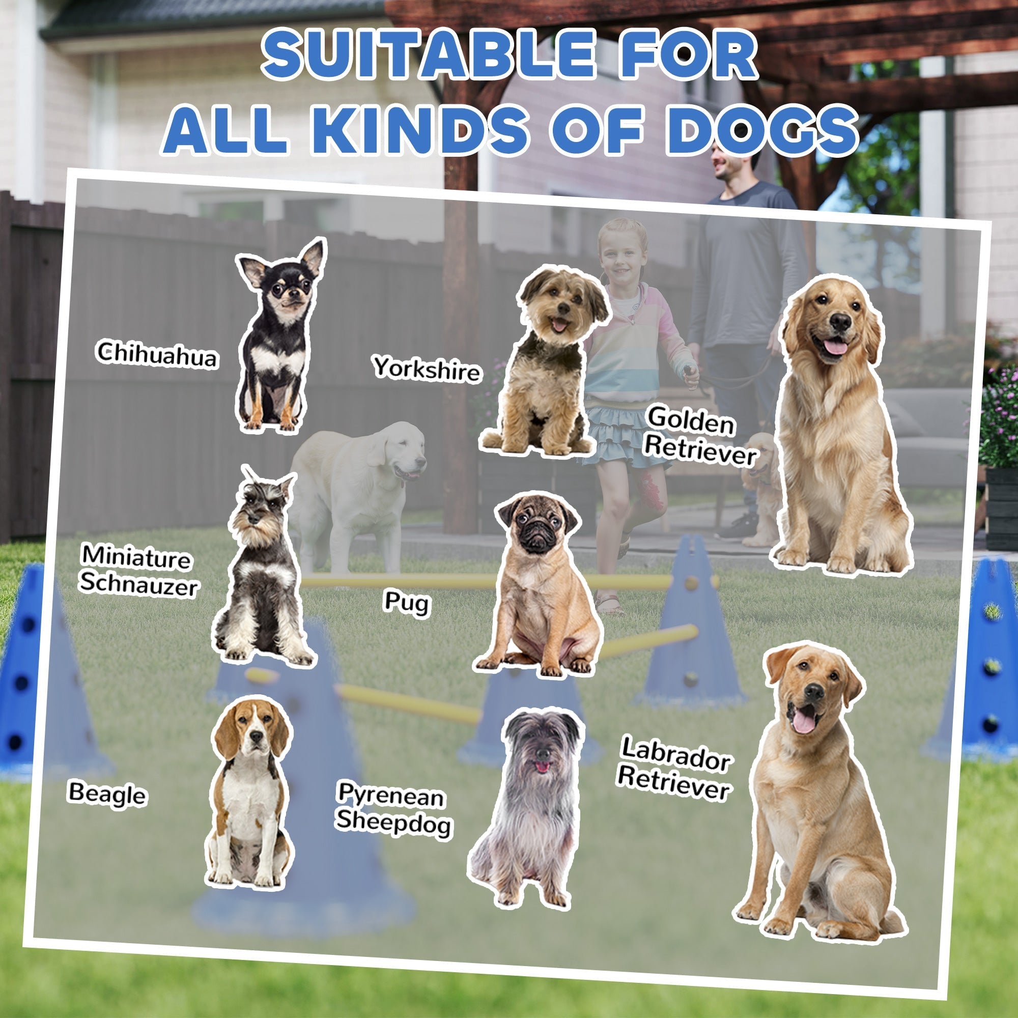Colorful illustrated dog breed chart with chihuahua and golden retriever for pawhut blue three adjustable jumping obstacles with six cones