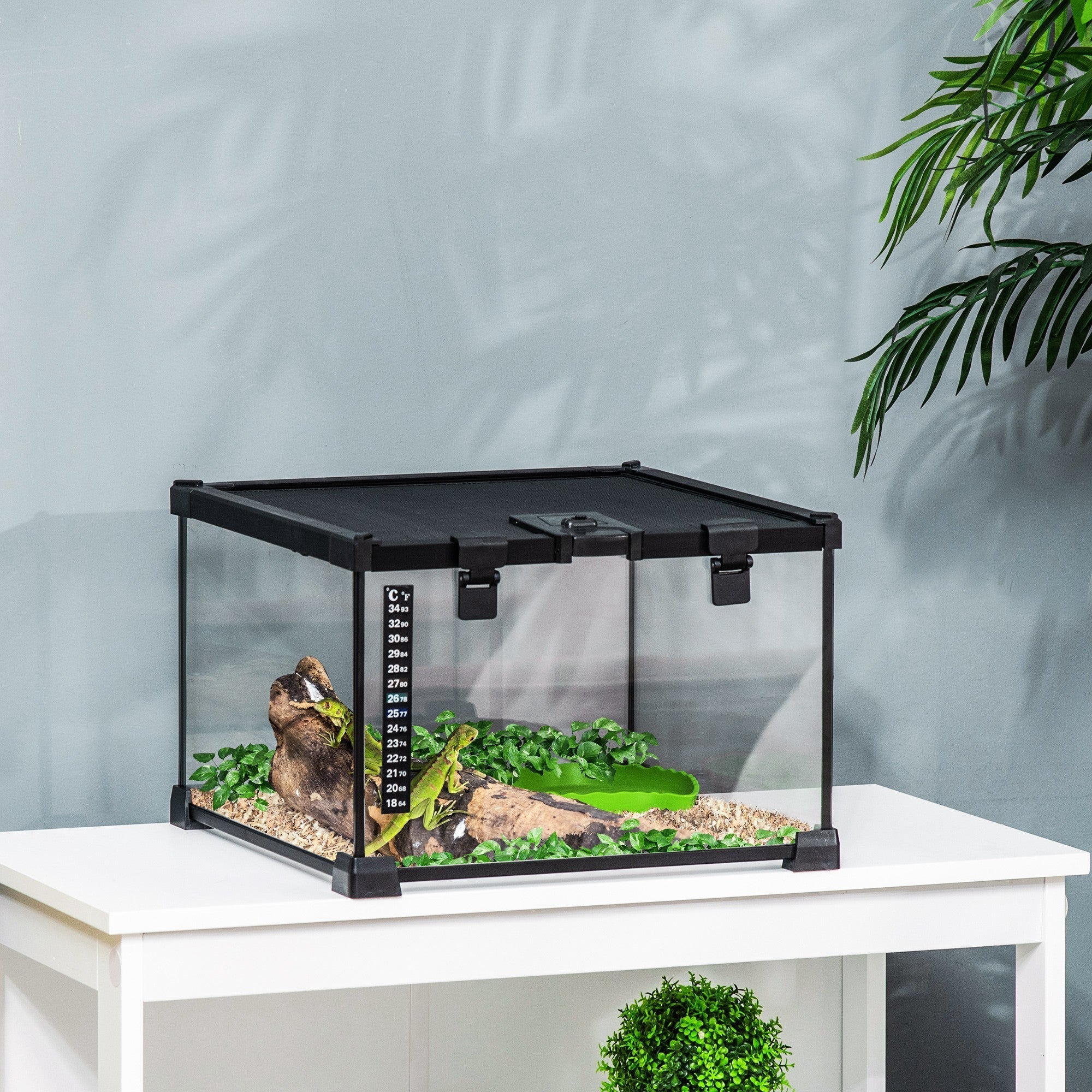 Black-framed glass reptile box with strip patch thermometer housing green iguana on foliage and wood substrate heater