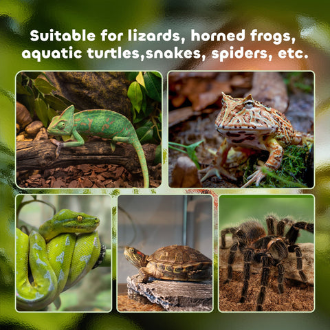 Collage showing a green chameleon red spotted horned frog bright green snake in pawhut glass reptile box with strip patch thermometer