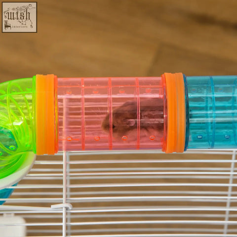 A small brown hamster inside a transparent multi-colored tube in a blue pawhut hamster cage with exercise wheel water bottle and food dish