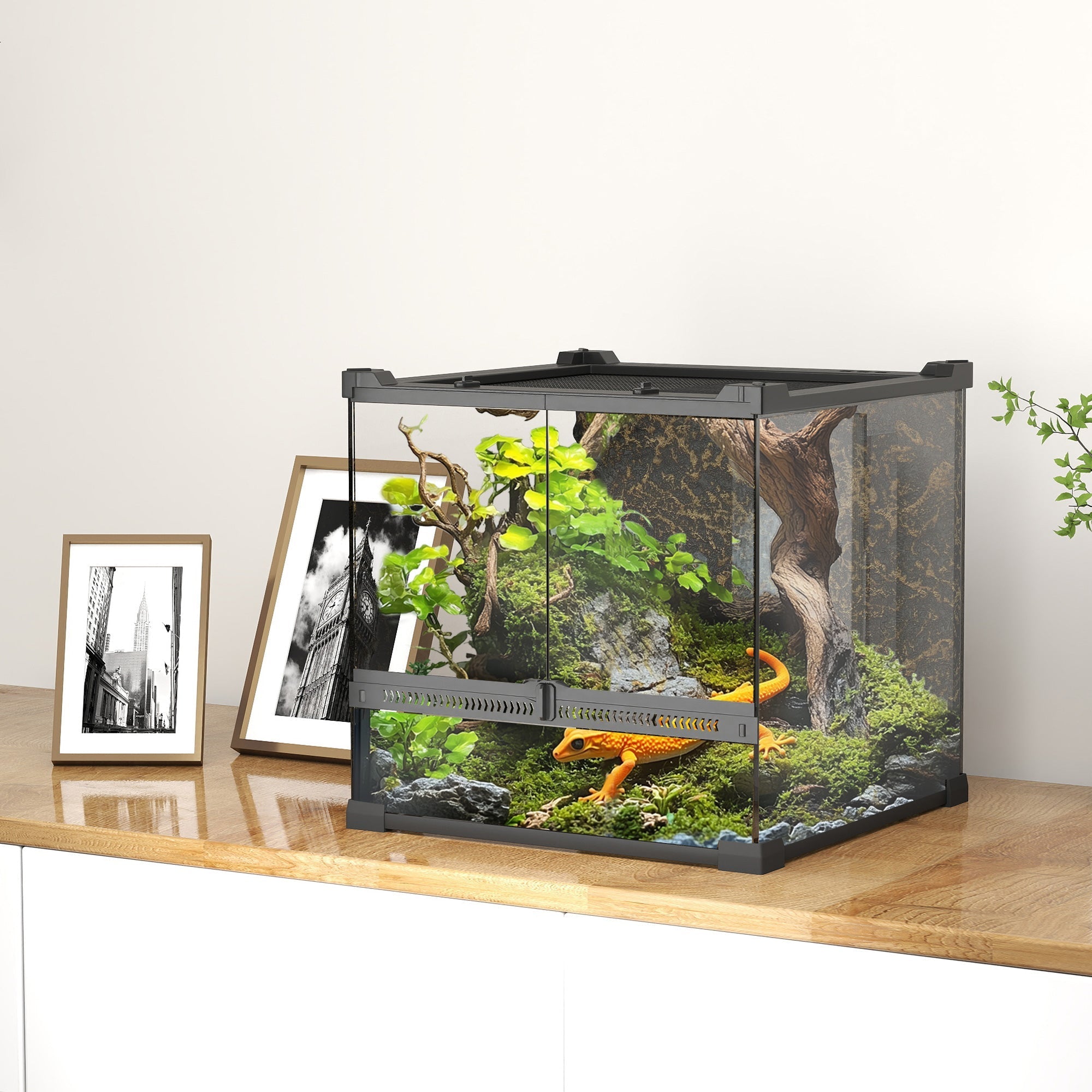 Black-framed glass terrarium with knob lock to prevent escapes featuring moss and rocks for an orange salamander habitat