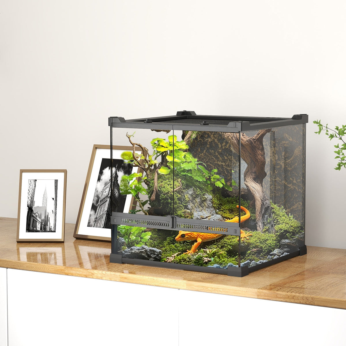 Black-framed glass terrarium with knob lock to prevent escapes featuring moss and rocks for an orange salamander habitat