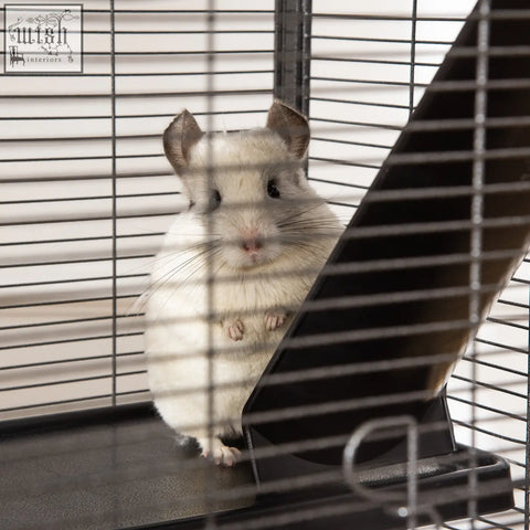 A fluffy white chinchilla sits inside a silver pawhut small animal cage with wheels multiple doors and removable tray