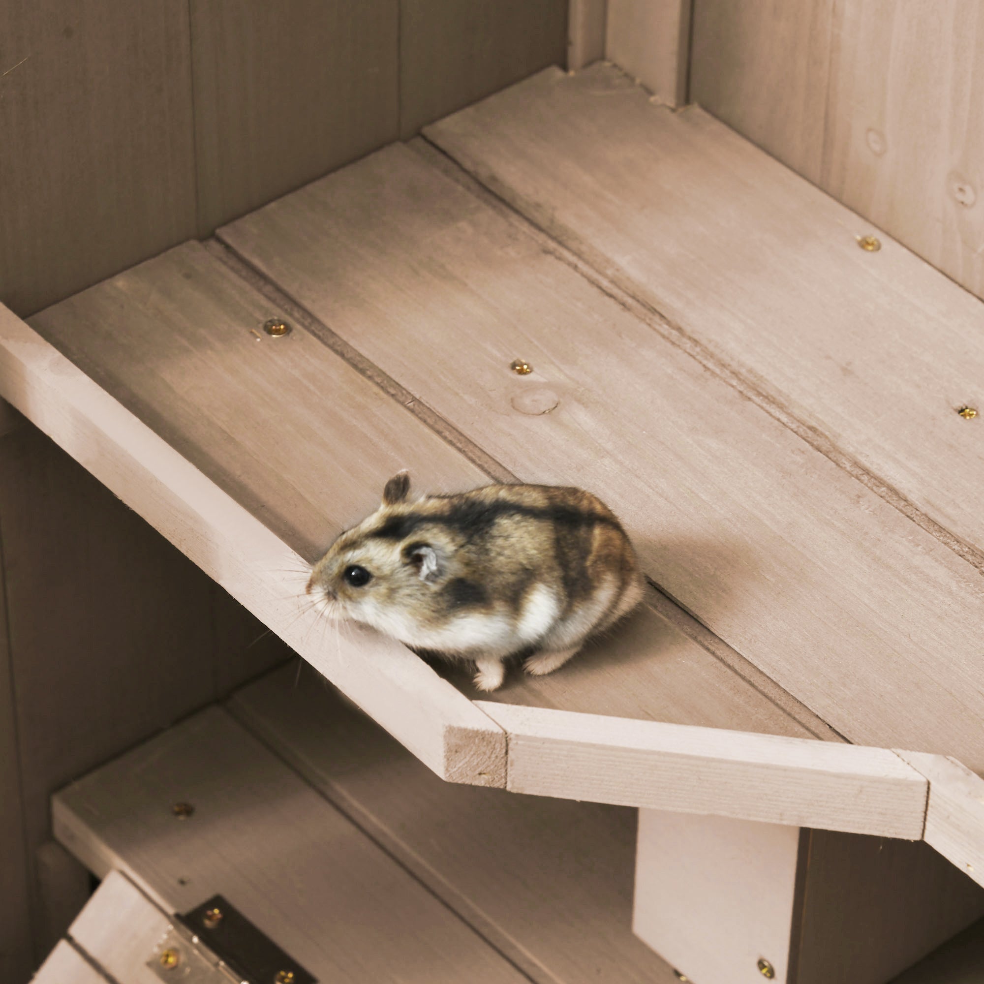 A fluffy hamster sits on a wooden platform inside a natural wood hamster cage with two huts and two openings