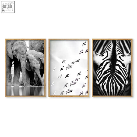 Set of three black and white wildlife safari art prints featuring elephants birds and zebra for living room wall decor