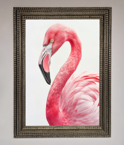 Pink Flamingo Stare Framed Print
