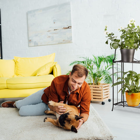 A tan and black french bulldog lies on its back with a man gently holding it beside a black relaxdays metal flower stand for potted plants
