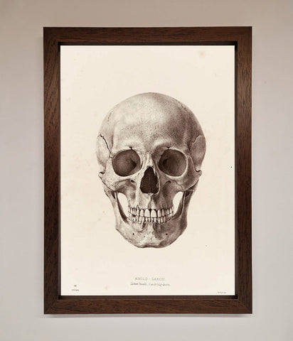 Skull Science Framed Poster