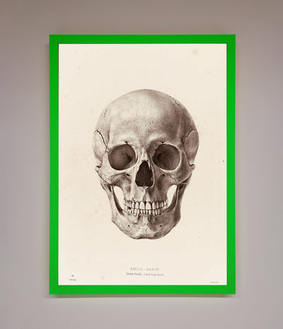 Skull Science Framed Poster