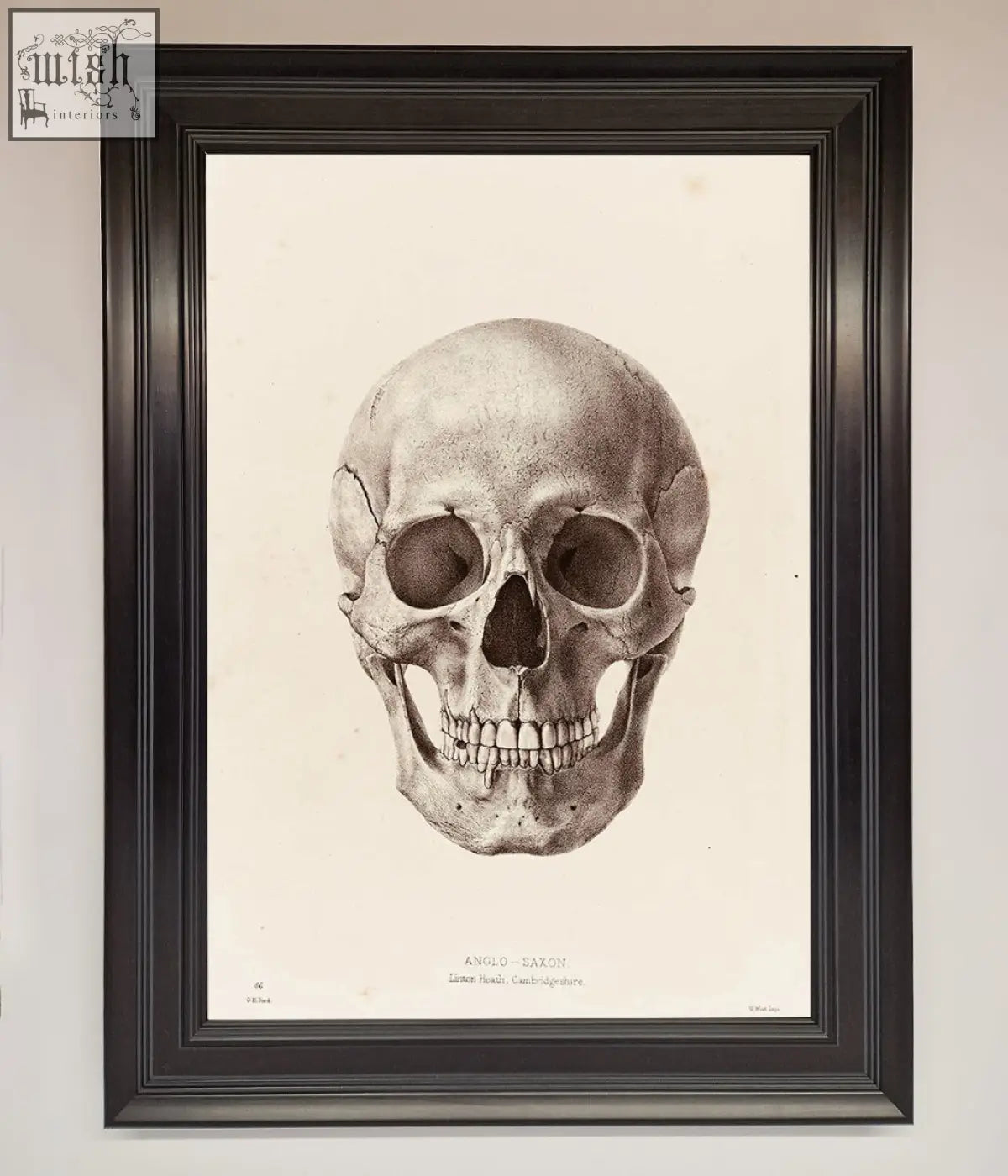 A detailed black and white anglo saxon human skull science framed poster in a sleek dark wood frame