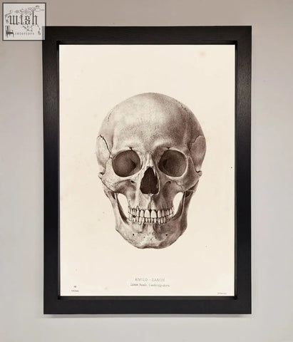 A detailed black-and-white anglo-saxon skull sketch in a sleek black frame for a skull science framed poster