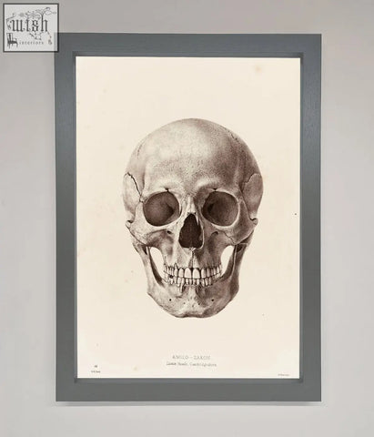 A detailed black-and-white anglo-saxon skull science framed poster in a sleek gray frame perfect for wall decor