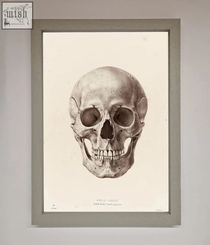 A skull science framed poster featuring a detailed black and white anglo saxon skull in a light gray wooden frame