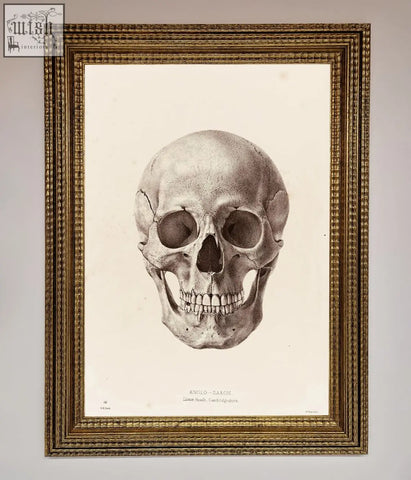 Anatomically detailed black and white anglo saxon skull science framed poster with ornate gold wood frame