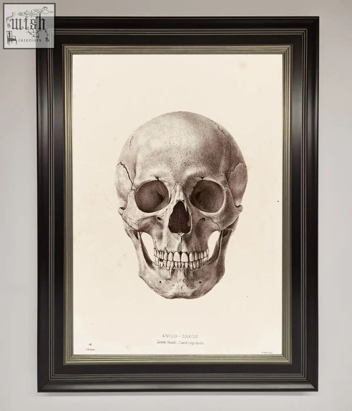 A detailed black and white anglo saxon skull science framed poster with dark wood frame and silver inner border