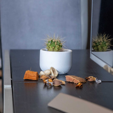 Small green spiky cactus in a small white concrete dolphin pot with a minimalist white ceramic finish