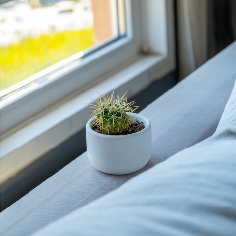 Small white concrete dolphin pot with a round ceramic base holding a green spiky cactus with yellow needles