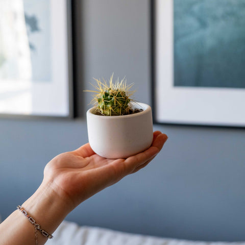 Small white concrete dolphin pot holding a green spiky cactus with yellowish needles in a round ceramic style
