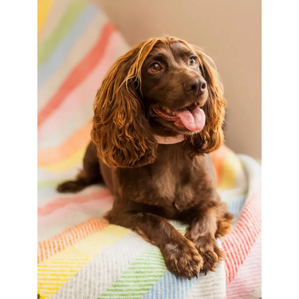 Stripe Pure New Wool Throw - Rainbow Grey - Throws & Blankets