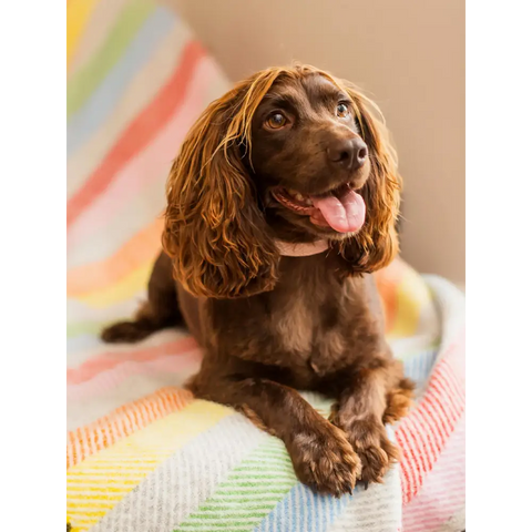 Stripe Pure New Wool Throw - Rainbow Grey - Throws & Blankets