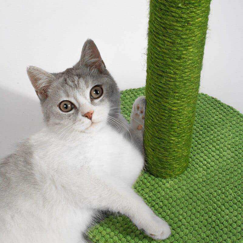Gray and white cat resting beside a green sisal cactus cat scratching post for natural cat scratching fun