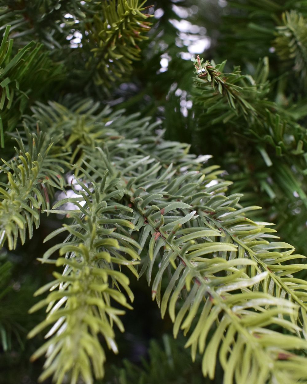 Minnesota Pine - 10ft Artificial Christmas Tree
