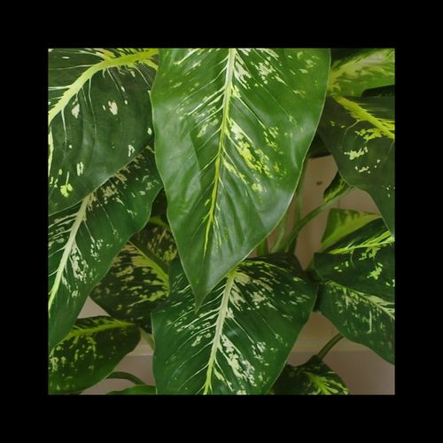 100cm Large Fox's Aglaonema (Spotted Evergreen) Tree Artificial Plant with Silver Metal Planter