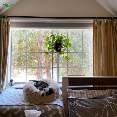 A cozy beige dog bed next to a black metal hanging flower pot set with hanging planters for indoor outdoor use