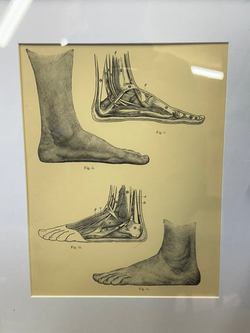 Anatomical illustration of human feet and ankle in black ink on aged cream paper framed as a victorian anatomy engraving
