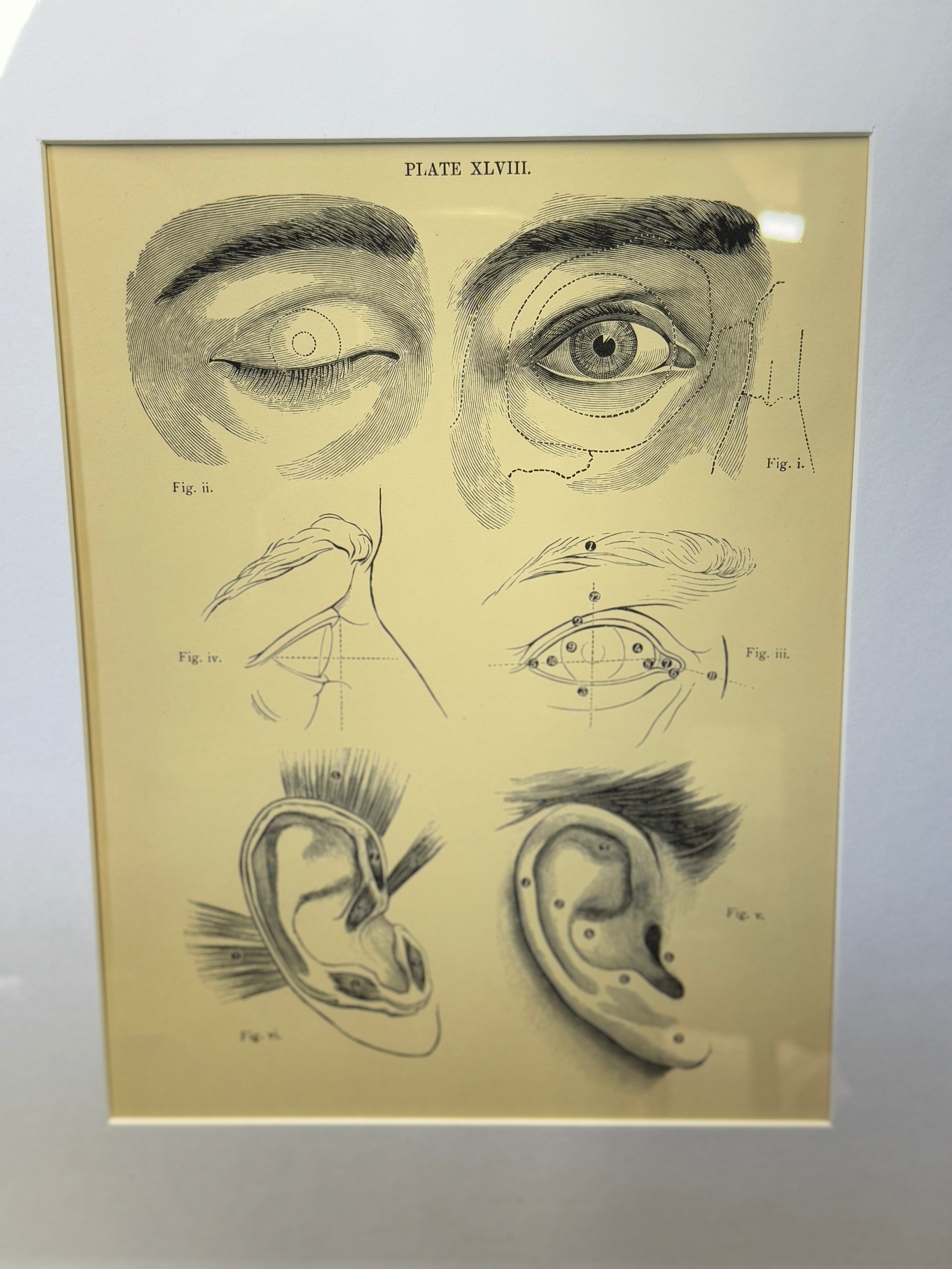 Framed victorian anatomy engraving of human eyes and ears in black ink on aged yellow paper antique medical print