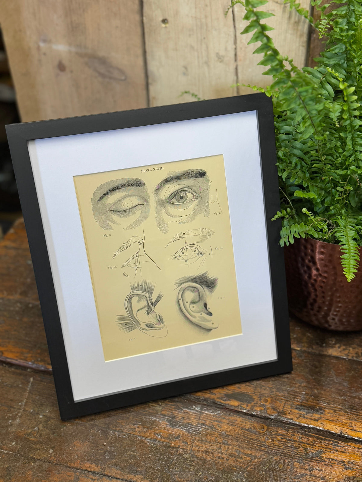 Black-framed victorian anatomy engraving featuring detailed eye ear and facial sketches on aged cream paper