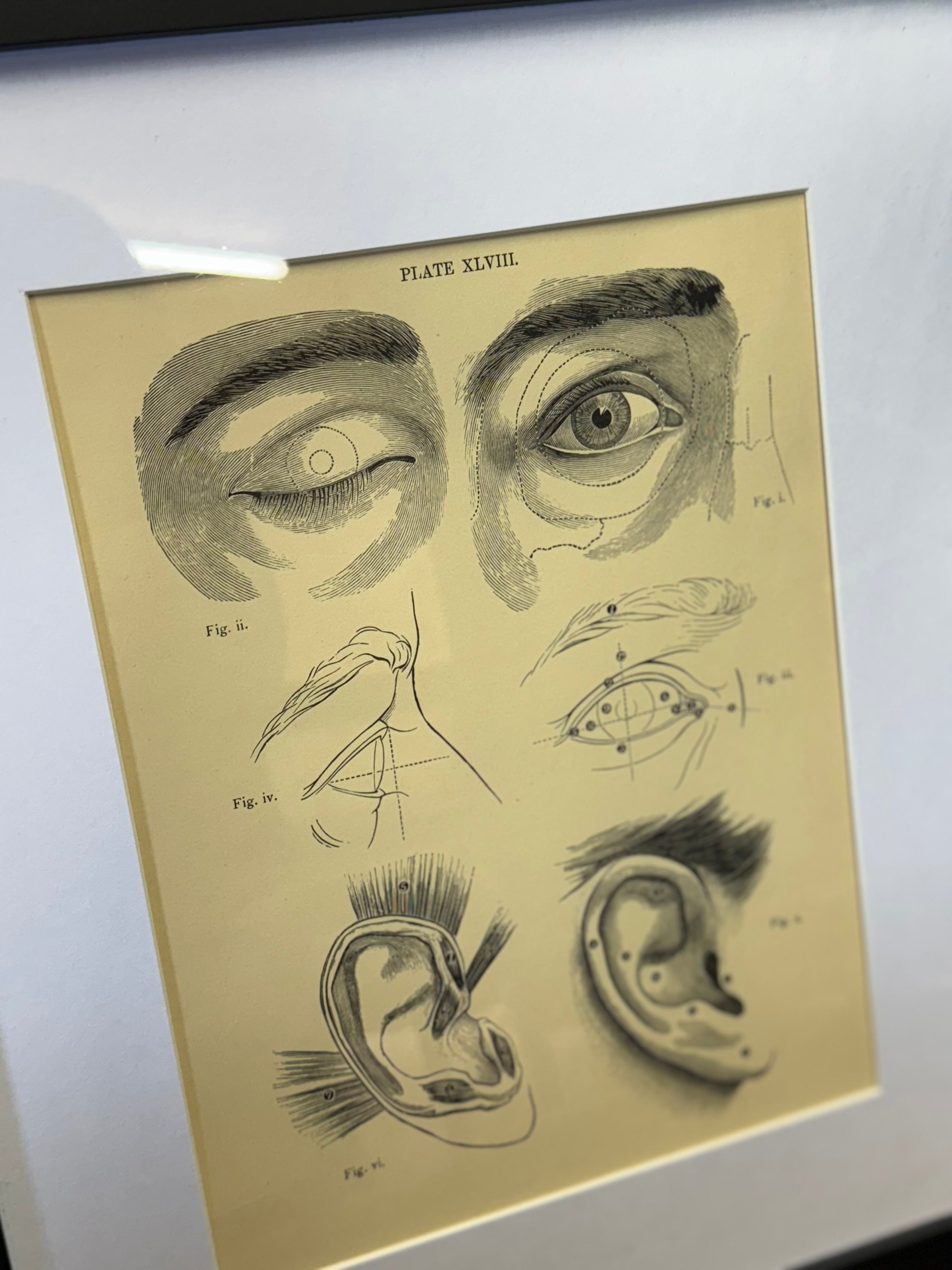 A vintage pencil sketch anatomical plate of human eyes ear and facial features on aged yellowish paper medical print