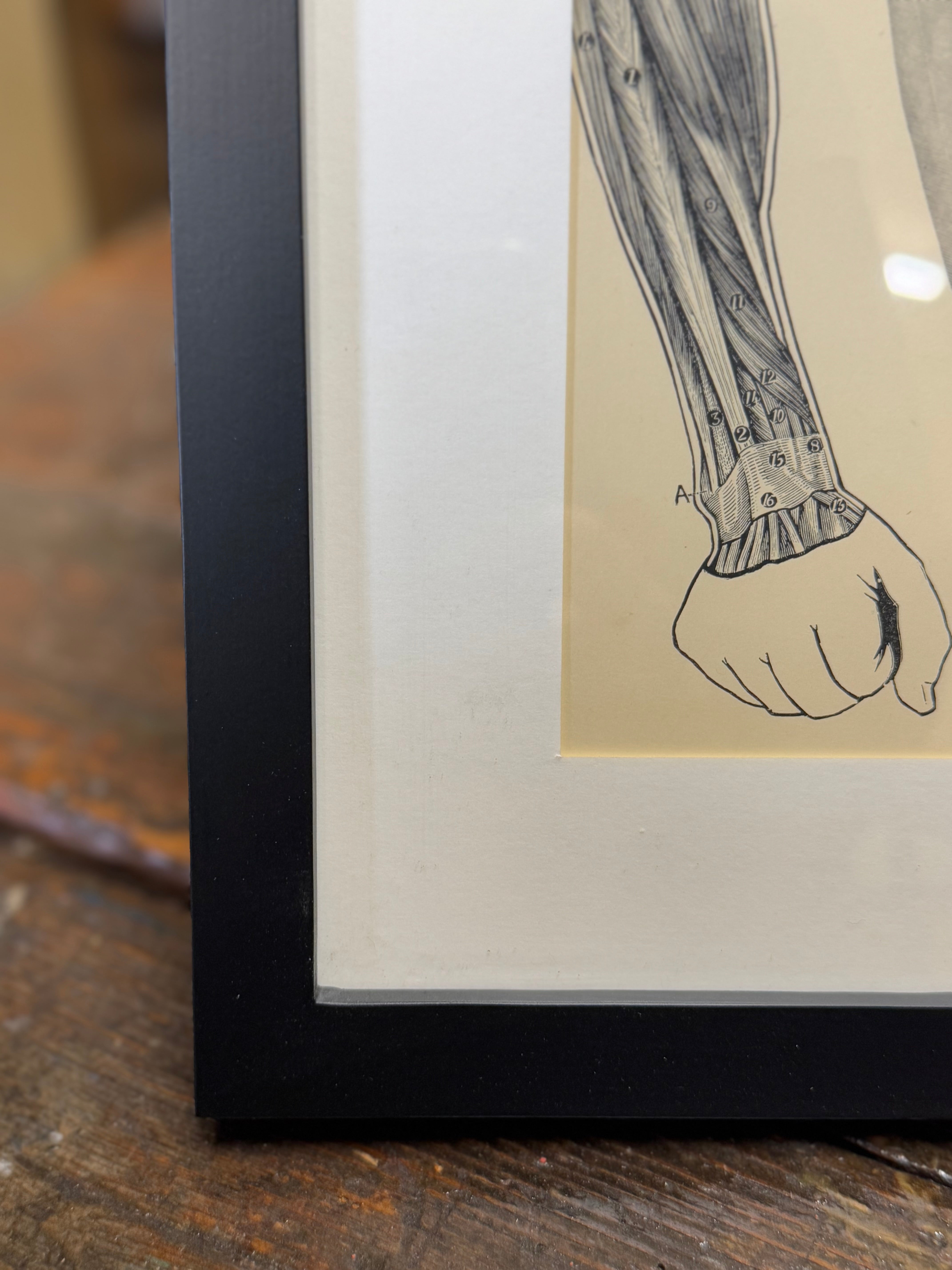 Victorian anatomy engraving showing black-framed labeled muscle illustration of human forearm on cream paper