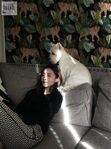 A white west highland terrier resting on a gray sofa in a room with vintage botanical wallpaper peel and stick design