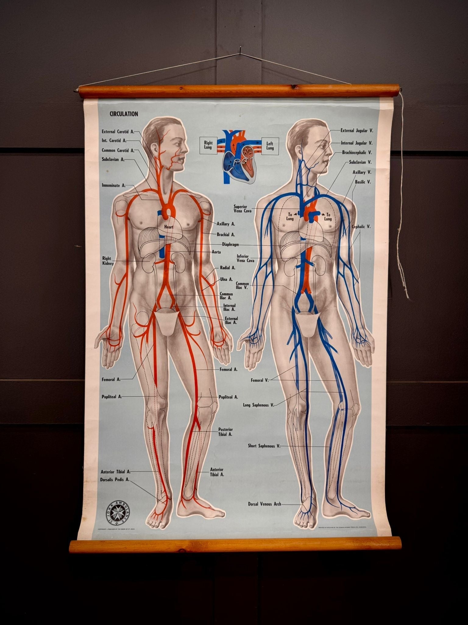 Vintage st john ambulance anatomy poster showing human circulation in red and blue on light background with wooden rollers