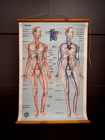 Vintage st john ambulance anatomy poster showing human circulation in red and blue on light background with wooden rollers