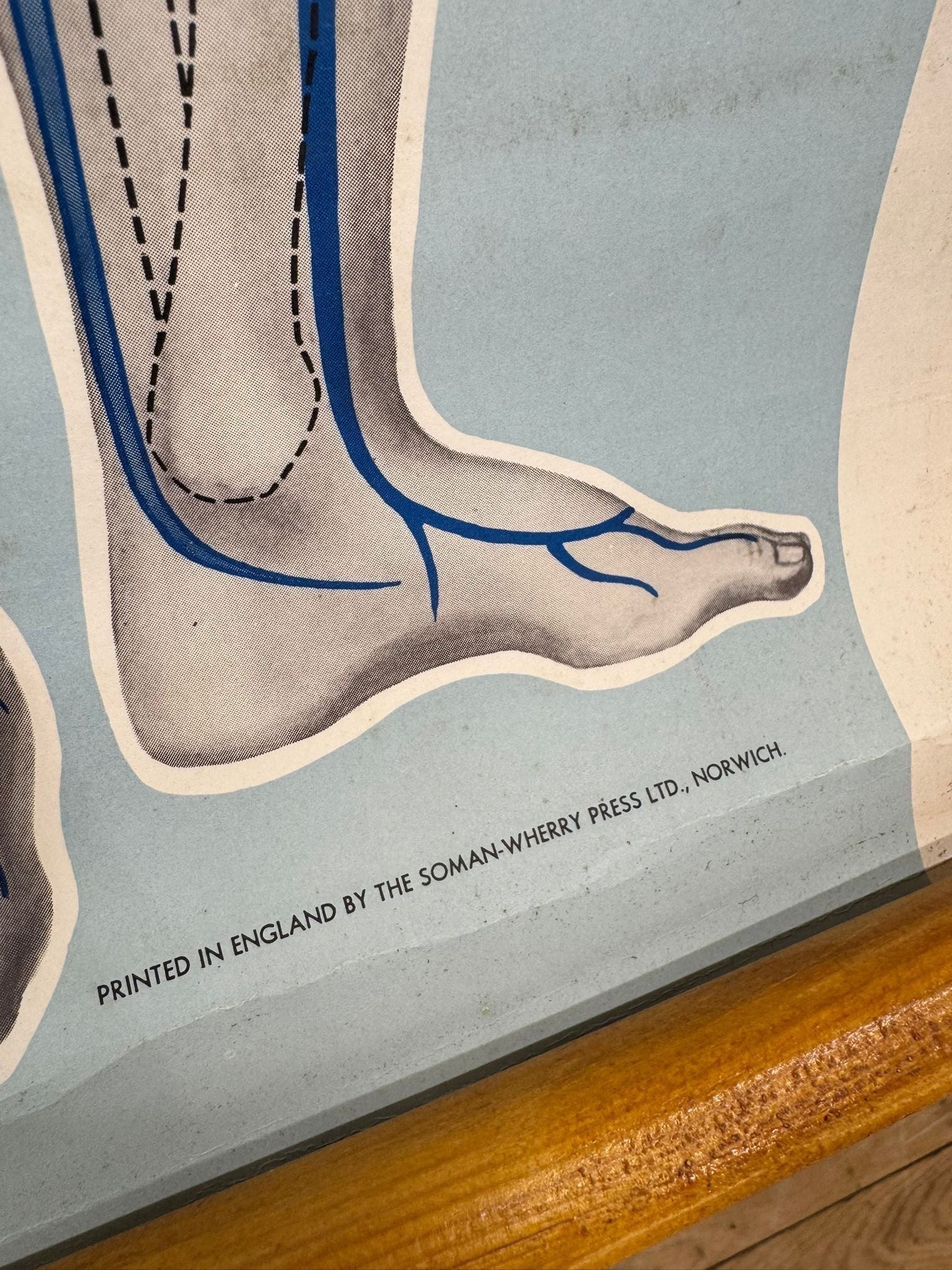 An anatomical illustration of a human foot with blue veins on gray skin from a vintage john ambulance circulation chart c1950s