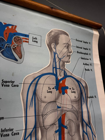 Vintage st john ambulance circulation chart showing human circulatory system with labeled veins and arteries in red and blue