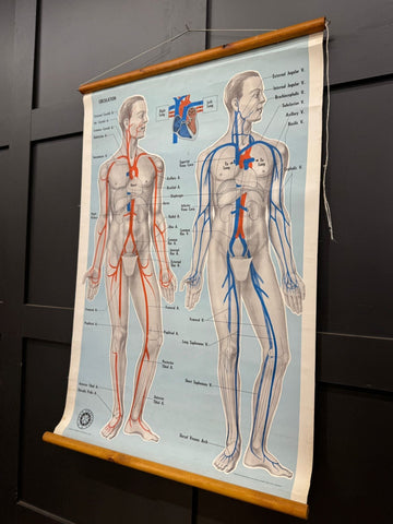 Vintage john ambulance anatomical circulation chart with detailed red and blue vascular diagrams on wooden rollers