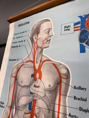 Vintage st john ambulance anatomical circulation chart showing human figure with red blue vascular pathways heart right lung
